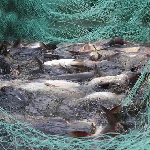 【包邮】密云水库野生胖头鱼 | 自然生长 一级水源保护区 地标产品 肉质紧实 鱼鲜味美  | 基地直发 商品图1