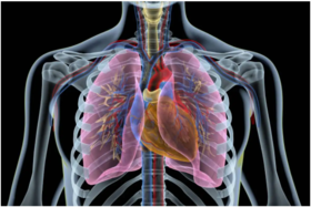 左乔建 | 中医如何认识肺？