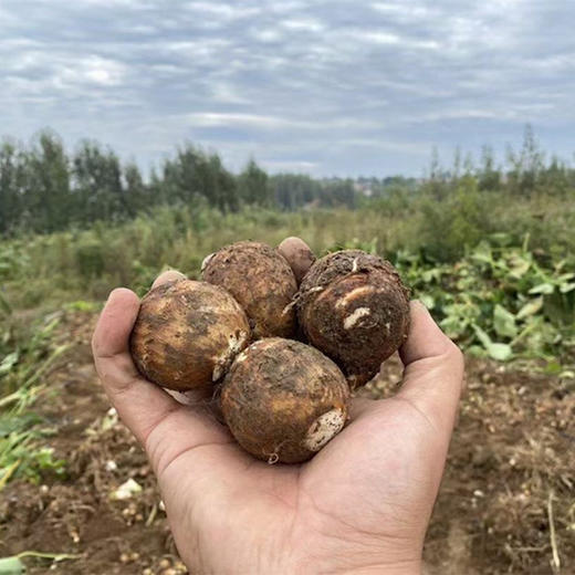 山东奶油小芋头，个头饱满，营养丰富，肉质细腻绵甜 商品图7