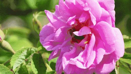 买2送1 保加利亚Roseface玫瑰水纯露330ml/瓶   FX-15(效期26-7) 商品图4