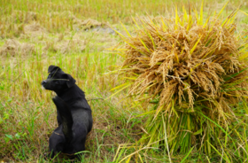  儿时的吃新节，回忆中的米饭香 