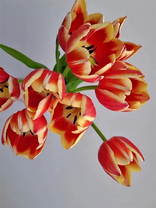 优选方德爱丽丝郁金香9支 商品图6