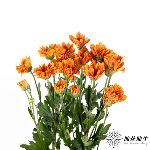 小菊 ｜ 橘子汽水（夏季颜色偏淡） 商品图2