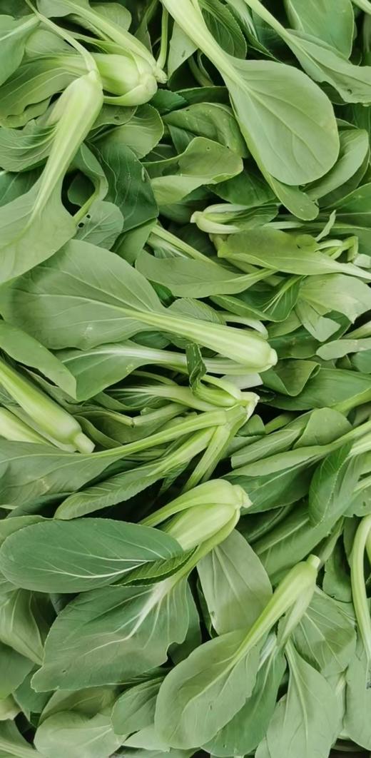 鸿翠园 有机油菜 商品图9