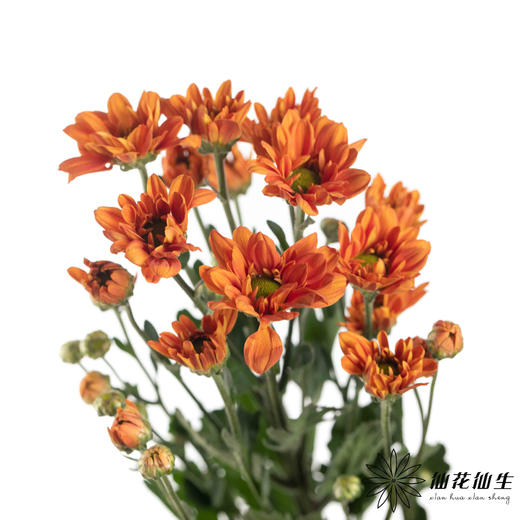 小菊 ｜ 橘子汽水（夏季颜色偏淡） 商品图3