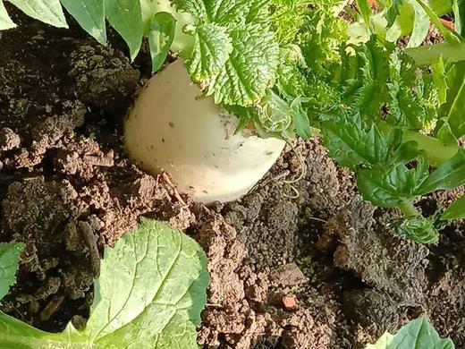 白萝卜 商品图2