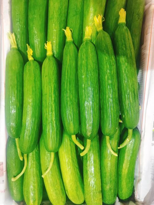 水果青瓜500g 商品图1