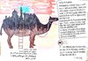 阿拉伯人的口：图说阿拉伯人对世界的贡献 商品缩略图0