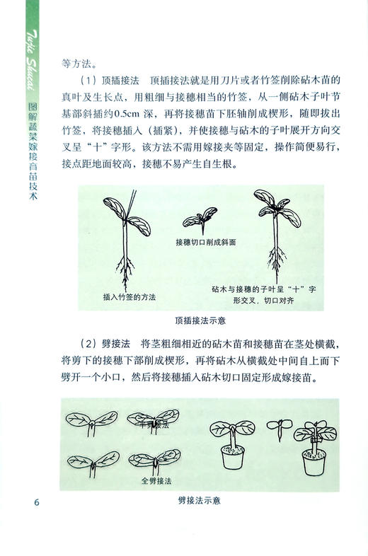 图解蔬菜嫁接育苗技术【中国农业出版社官方正版】 蔬菜种植 管理 栽培 温室 乜兰春 专业园艺师的不败指南 农业出版社书籍 商品图6