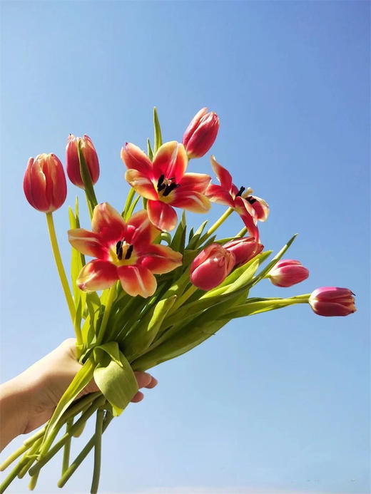 优选方德爱丽丝郁金香9支 商品图4