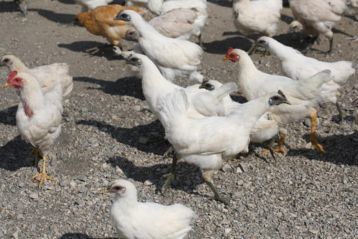 【周四发货】郧阳白桑关白羽乌鸡净重2.5斤以上/只 商品图0