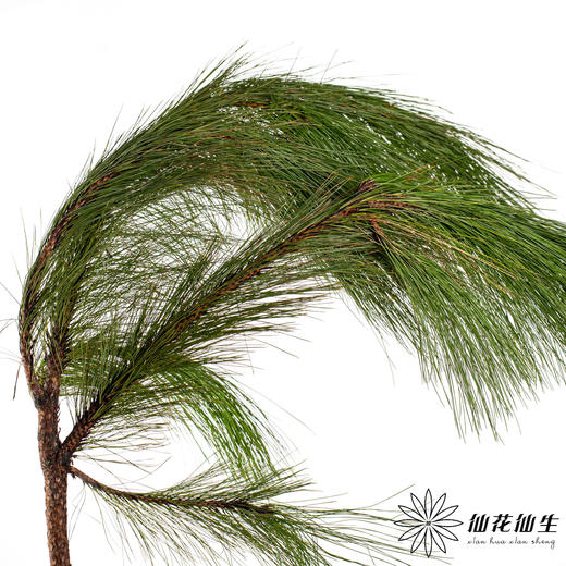 叶材 | 青松 商品图0