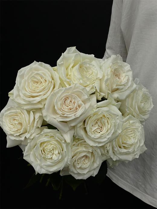 厄瓜多尔玫瑰playa blanca白色沙滩10支 商品图1