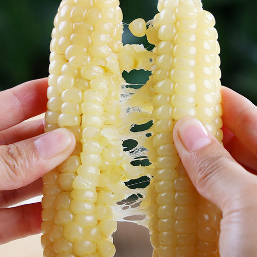 西双版纳—拇指小玉米香糯微甜   饱满弹牙   恰到好处   非转基因可以放心吃 真空包装    携带方便 商品图4