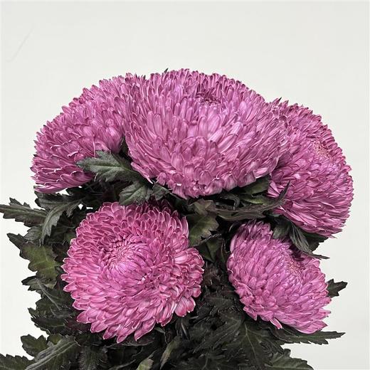 丰岛牡丹菊-酱紫色（布朗尼紫） 商品图1