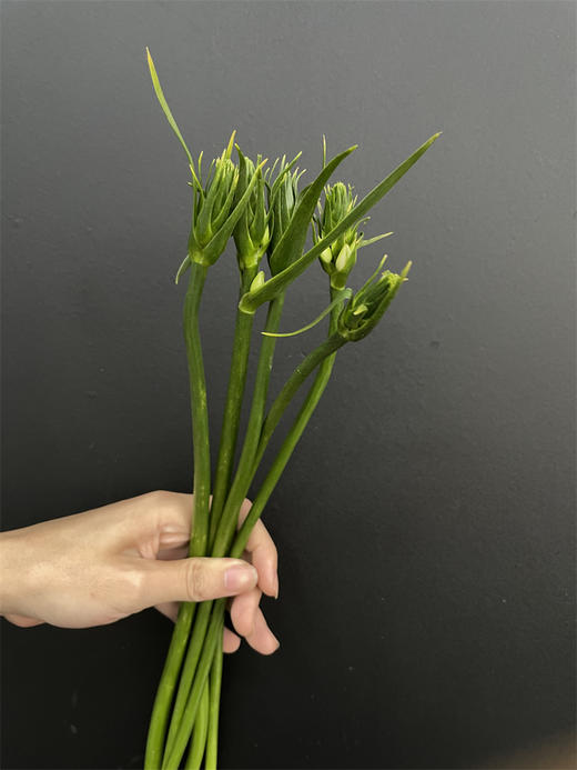 小众花材白色雀梅 商品图5