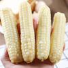 西双版纳—拇指小玉米香糯微甜   饱满弹牙   恰到好处   非转基因可以放心吃 真空包装    携带方便 商品缩略图2