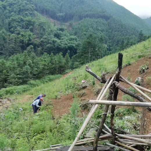 九蒸九晒野黄精 | 来自粤北深山，十年野生黄精，古法蒸晒，软糯无沙，直接食用 商品图2