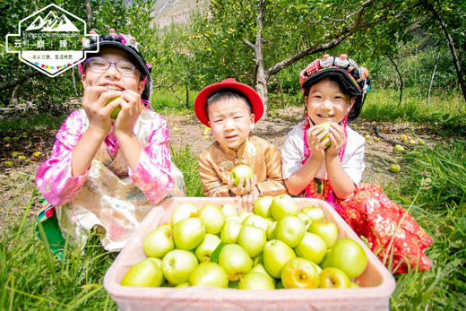 小金冠苹果~海拔3000米连皮都好吃的藏地苹果 商品图2