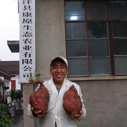 航 康原有机红薯粉带200g 陕西洋县特产 商品图1