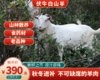 【冬季滋补必备】渠首伏牛白山羊肉 山林放养 自然生成 老品种 食药材 顺丰冷链 商品缩略图0