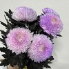 丰岛牡丹菊-梦幻紫 商品缩略图1