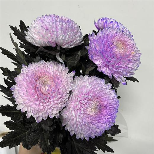丰岛牡丹菊-梦幻紫 商品图1