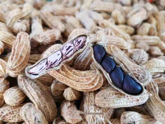 【2025年新上市云南野地七彩花生/黑花生】口感细腻甘香清甜，颜值高，“傣王”贡品，红砂土种植，山泉水灌溉，120天种植区全程人工护理，多种营养元素，好吃不上火