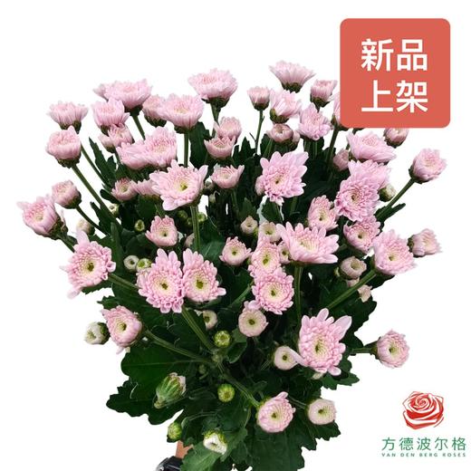 多头小菊 南农衡春 商品图0