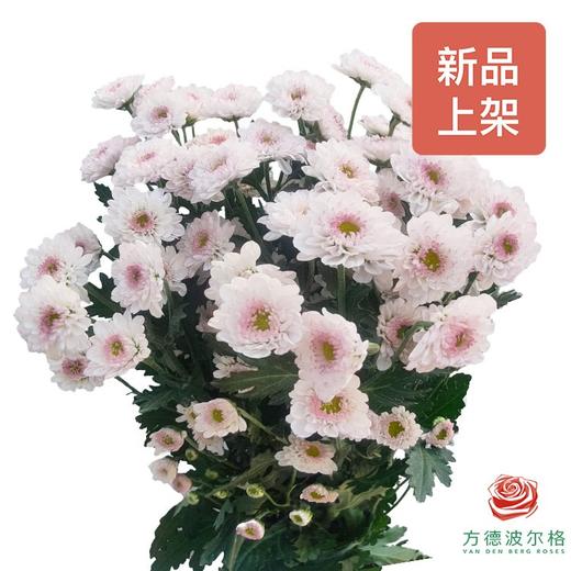 多头小菊 南农群樱 商品图0