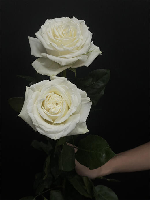 厄瓜多尔玫瑰playa blanca白色沙滩10支 商品图6