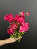 精品花材洋牡丹8支多色选择 商品缩略图7