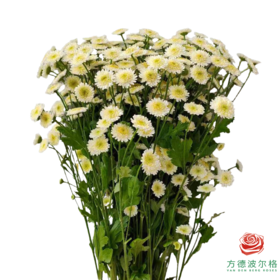 洋甘菊 重瓣 维多利亚