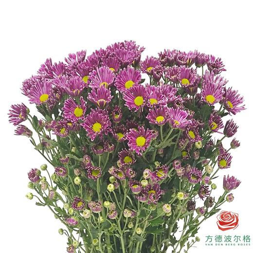 多头小菊-银星紫 商品图0