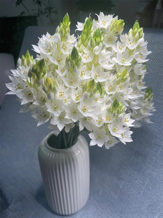 小众花材白色雀梅 商品图1