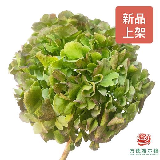 市场绣球 秋绿 1枝 商品图0