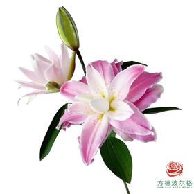 百合-莲花之境多头 5枝一扎