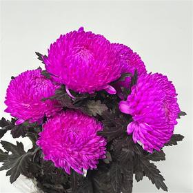 丰岛牡丹菊-玫红色