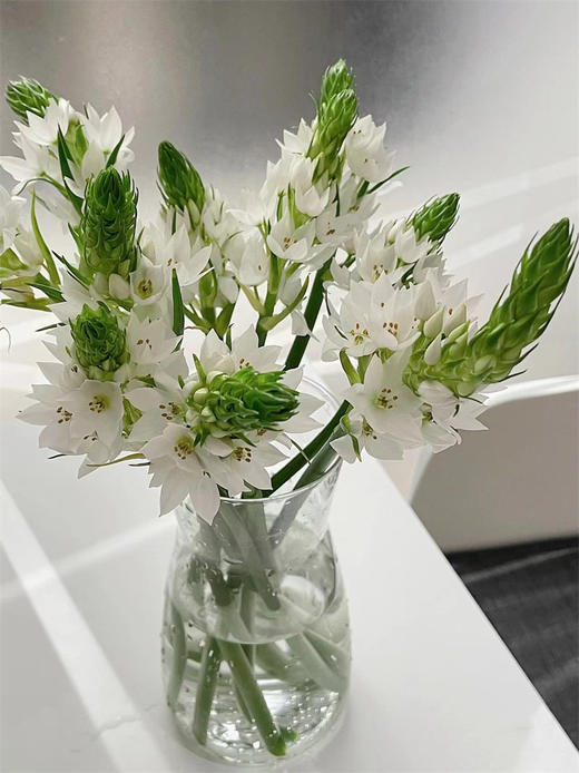 小众花材白色雀梅 商品图0