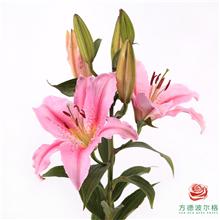 百合-罗蒂多头 5枝一扎 商品图0