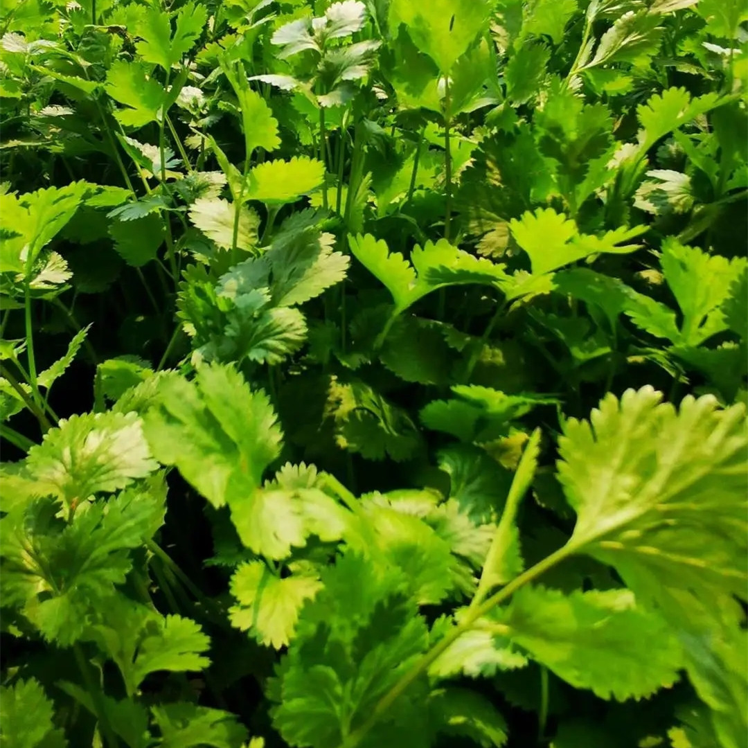 鸿翠园 有机香菜