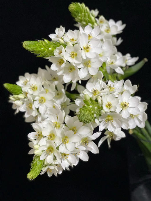 小众花材白色雀梅 商品图3