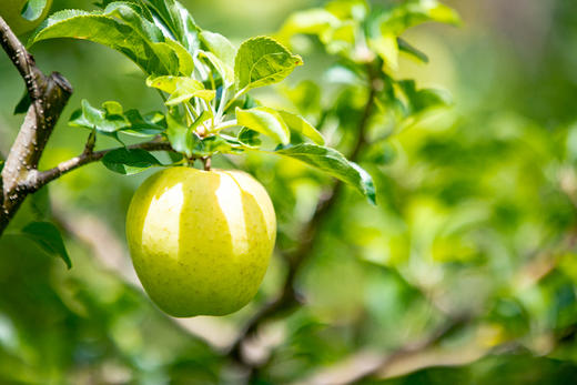 小金冠苹果~海拔3000米连皮都好吃的藏地苹果 商品图0