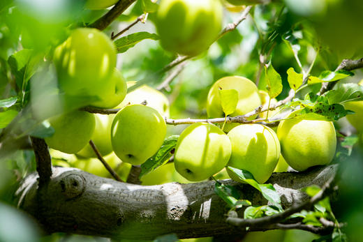 小金冠苹果~海拔3000米连皮都好吃的藏地苹果 商品图1