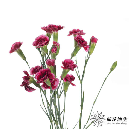 多头康乃馨 | 皇太子 商品图2