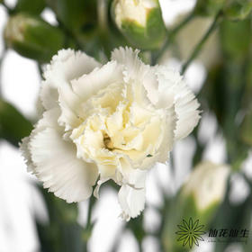 多头康乃馨 | 茉莉