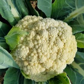 白菜花 约1斤 | 广东惠州特石有机农业【只发广东】