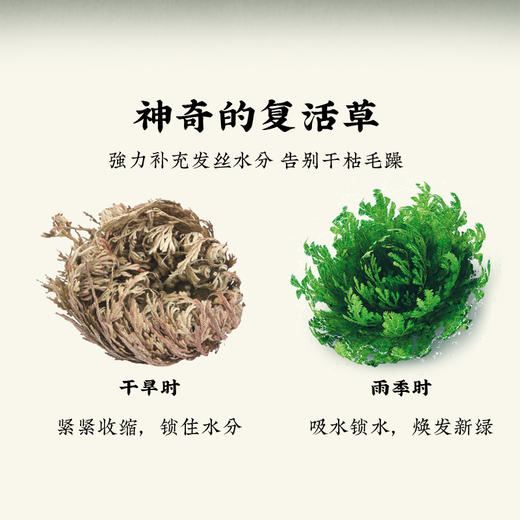 翠然堂发膜植萃蛋白护发膜正品染烫修复干枯补水免蒸 商品图2