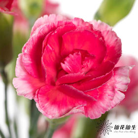 多头康乃馨 | 樱桃太子