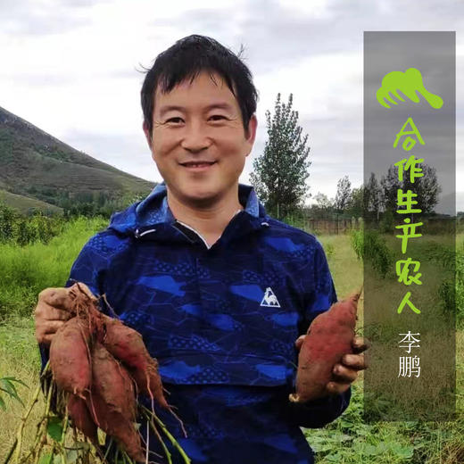 有机河南红薯（中通，品种新香）  | 合作生产 *Organic sweet potato | Coproduction 商品图1